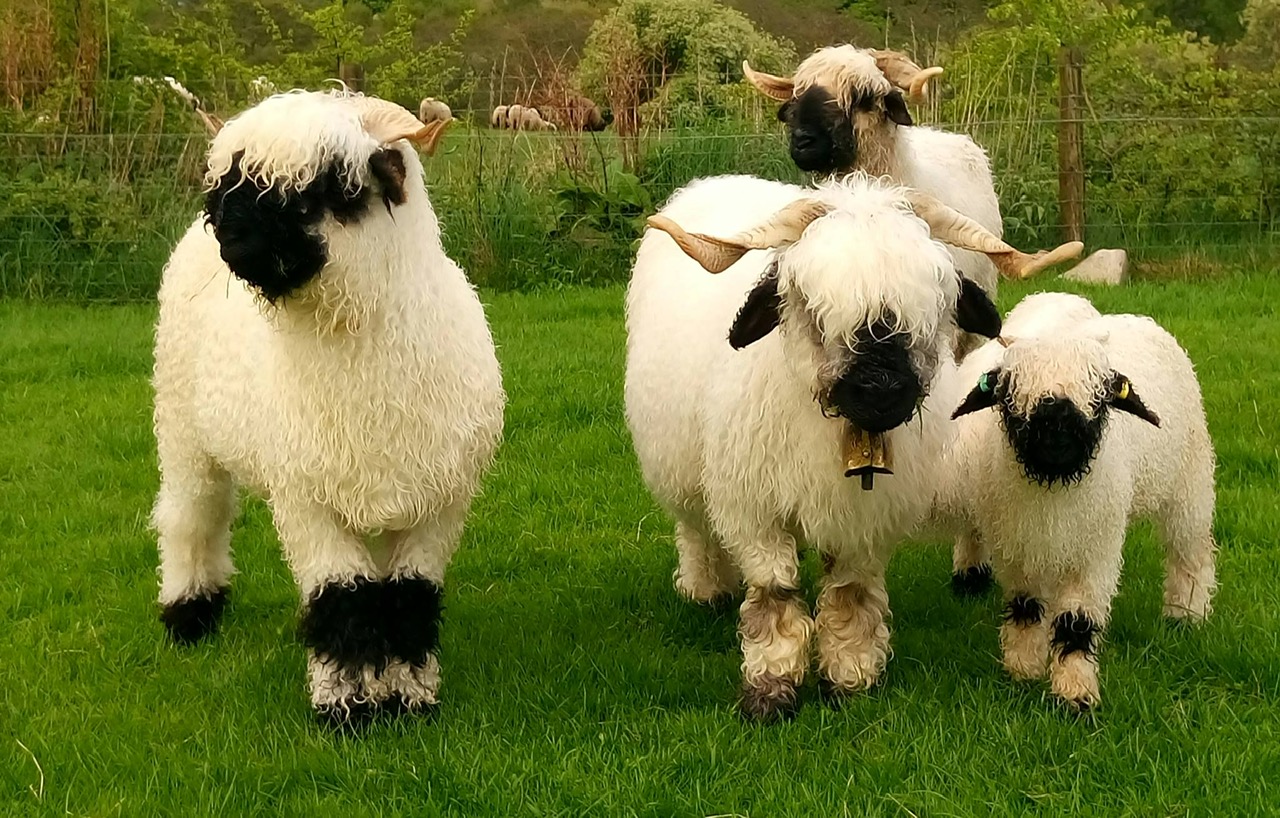 Spooky Nook Valais Sheep | Spooky Nook Farm